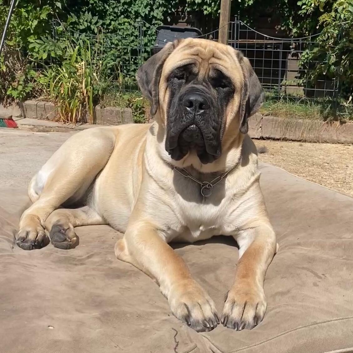 Greta_celtic_mountain-mastiff