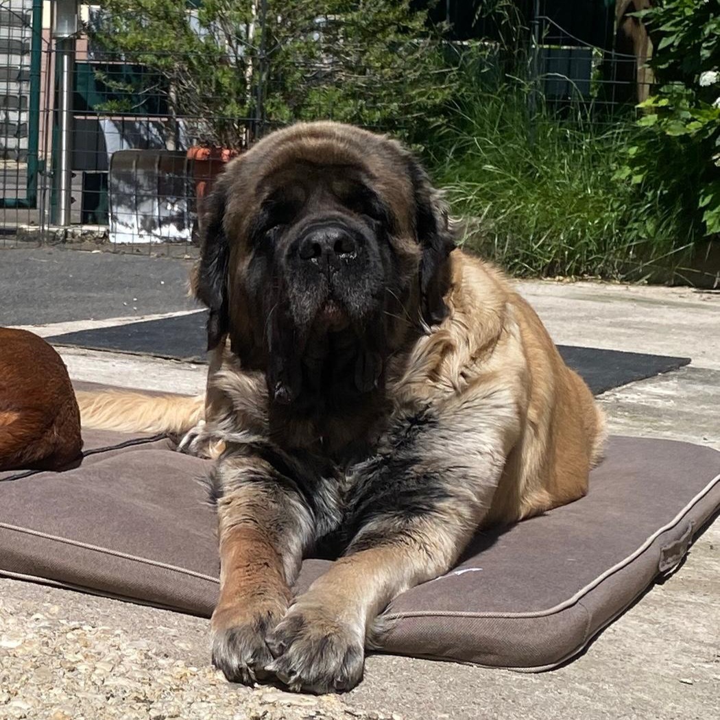 Holly_celtic_mountain_mastiff