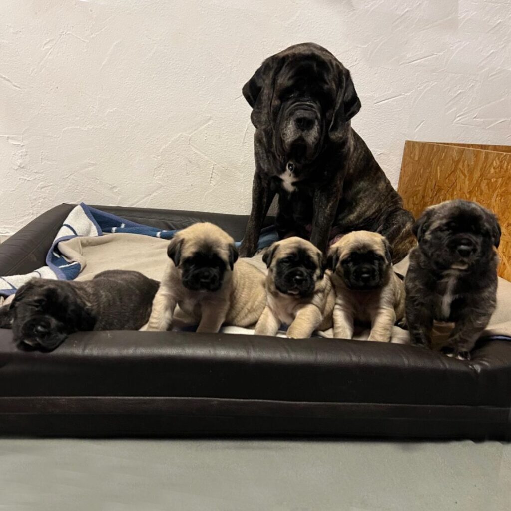 Missi sitzt mit ihren fünf English Mastiff Welpen gemeinsam auf einem Hundebett im Innenbereich.