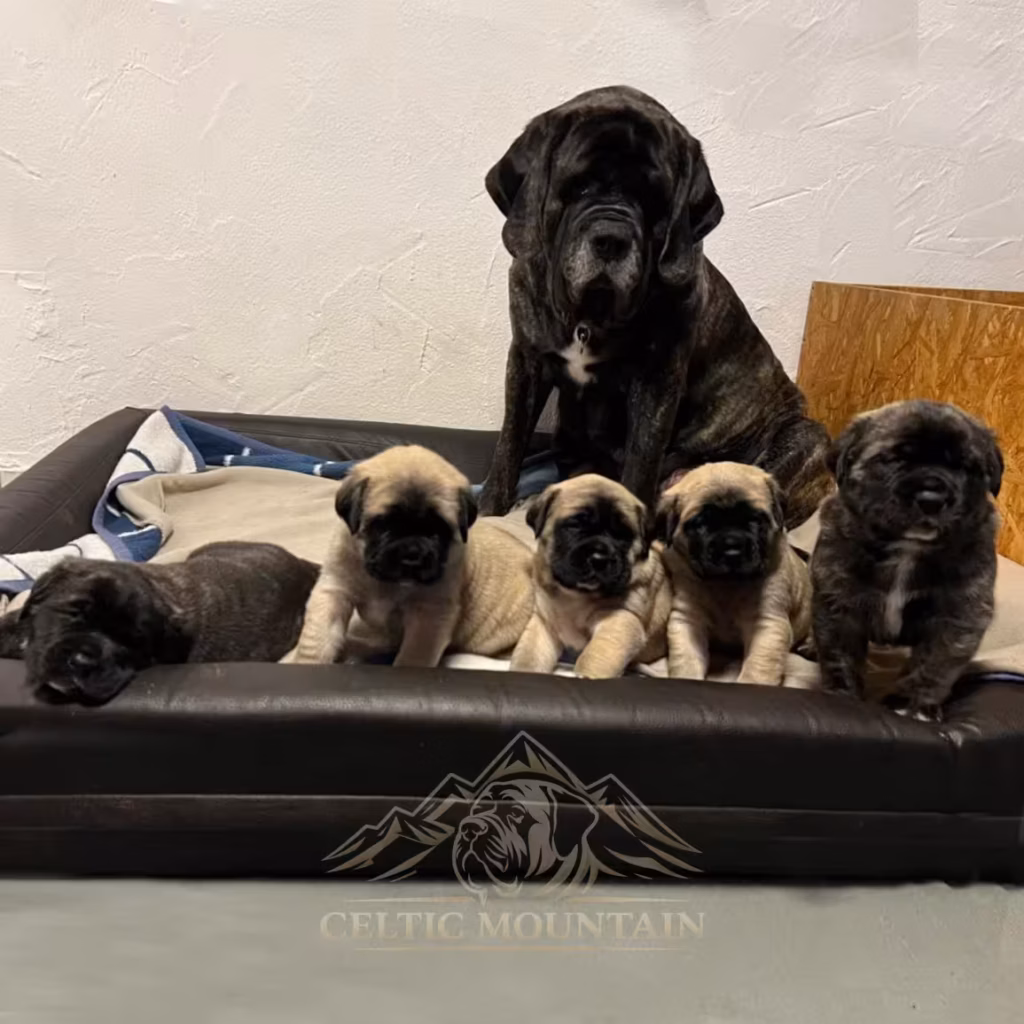 Missi sitzt mit ihren fünf English Mastiff Welpen gemeinsam auf einem Hundebett im Innenbereich.