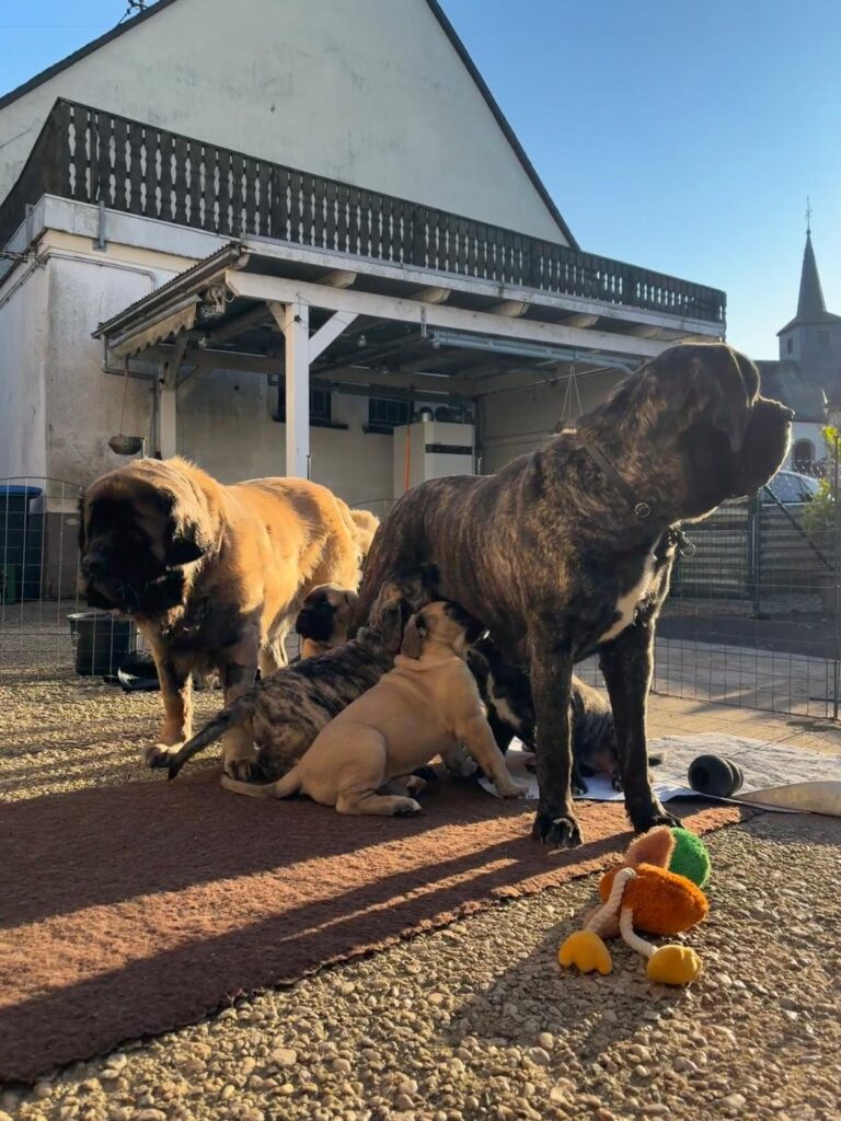 English-Mastiff-Hündinnen Holly und Missi gemeinsam mit Missis Welpen im sonnigen Garten