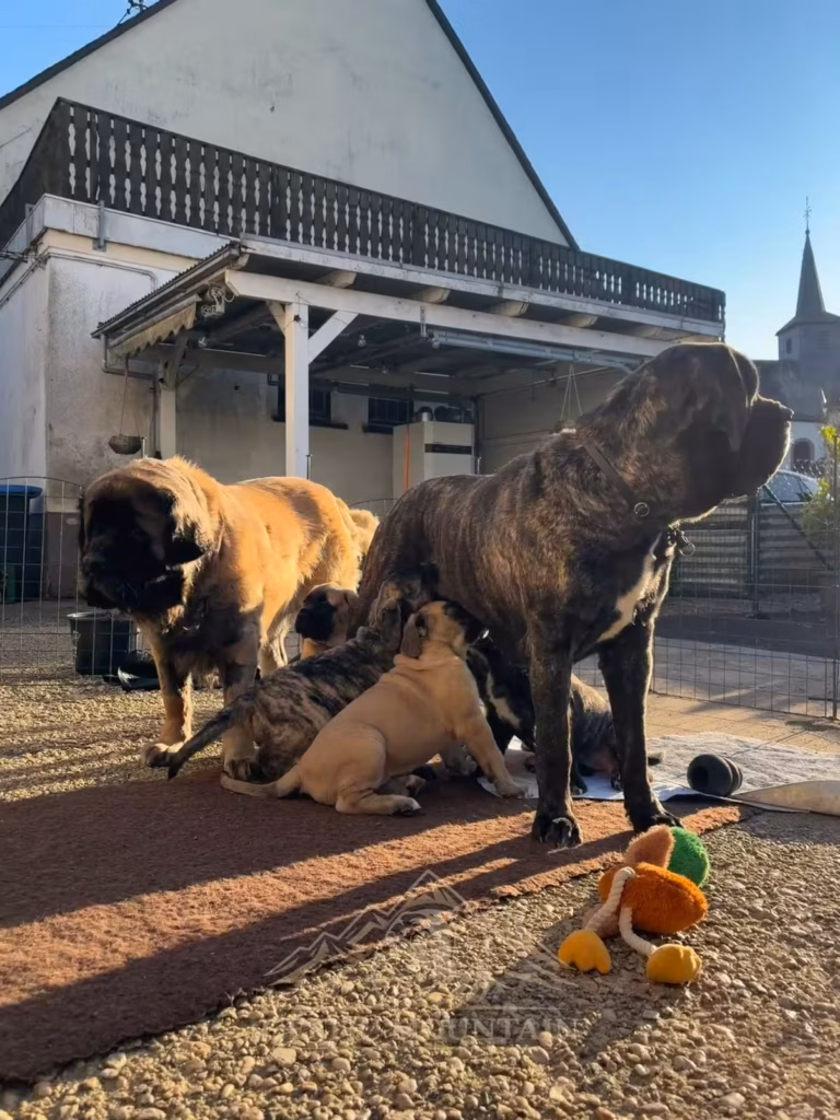 English-Mastiff-Hündinnen Holly und Missi gemeinsam mit Missis Welpen im sonnigen Garten