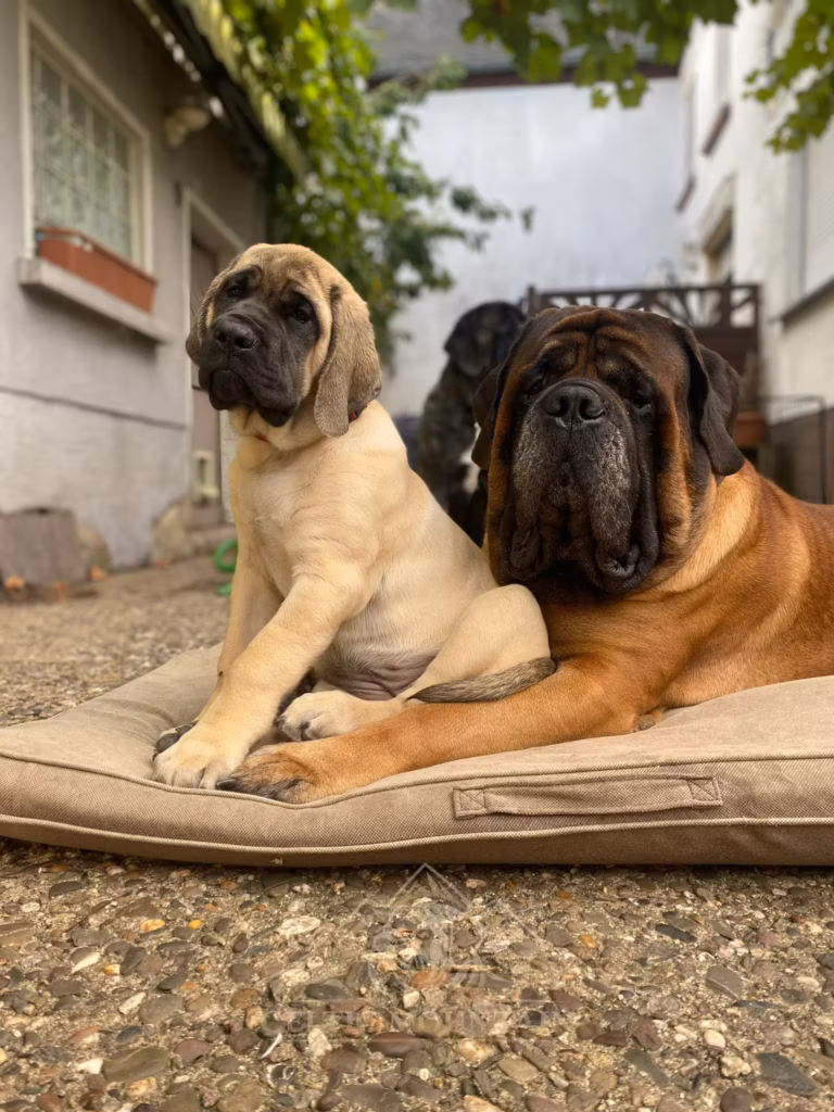 Die English Mastiffs Ingo und Greta liegen gemeinsam auf einer Hundematte vor dem Haus.
