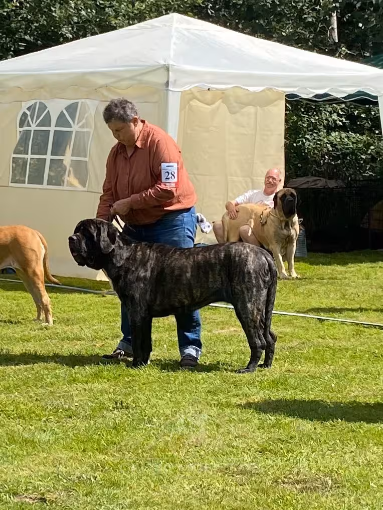 Sybilla stellt einen gestromten English Mastiff bei einer Hundeausstellung im Freien auf.