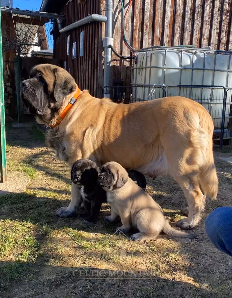 Die English Mastiff Hündin Holly steht mit mehreren Welpen im Garten.