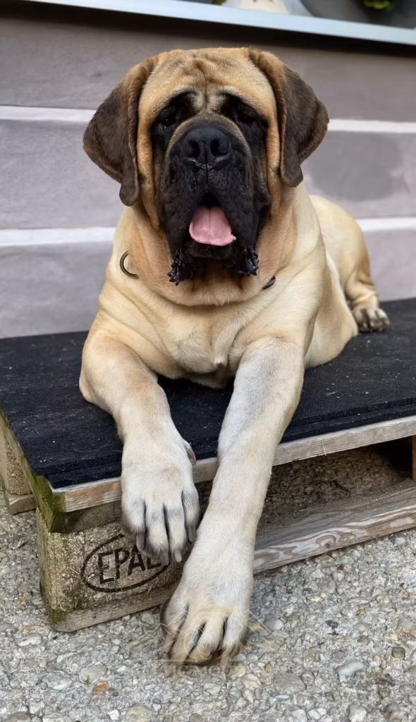 Der fawnfarbene English Mastiff Hollywood liegt entspannt auf einer Holzstufe vor dem Haus.