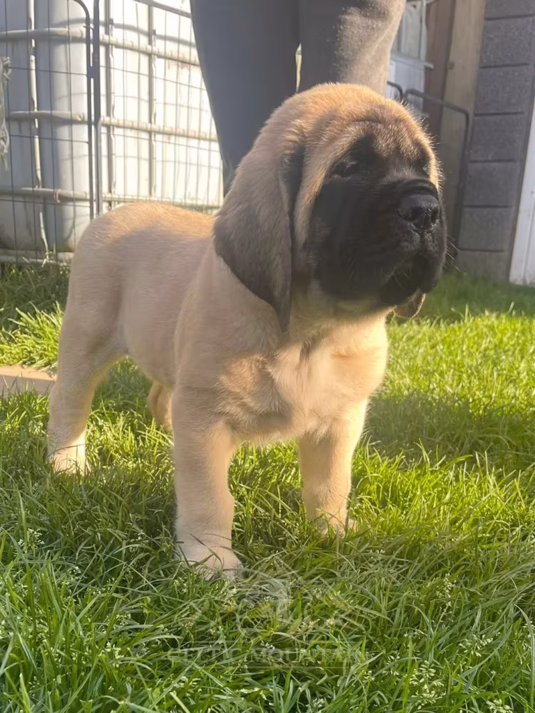 Der falbwnfarbene English Mastiff Welpe Natalio steht im Sonnenlicht auf einer Wiese.