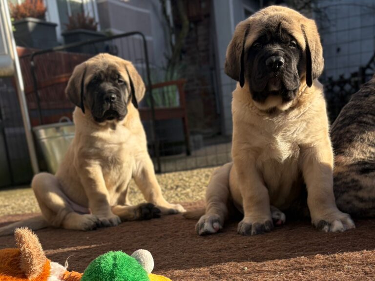 Is a Mastiff Right for Me? The 7-Day Real-Life Test Before Buying a Puppy