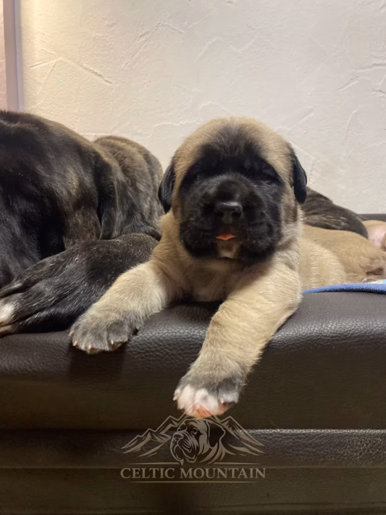 Junger fawnfarbener English-Mastiff-Welpe liegt mit ausgestreckten Vorderpfoten auf einem Sofa