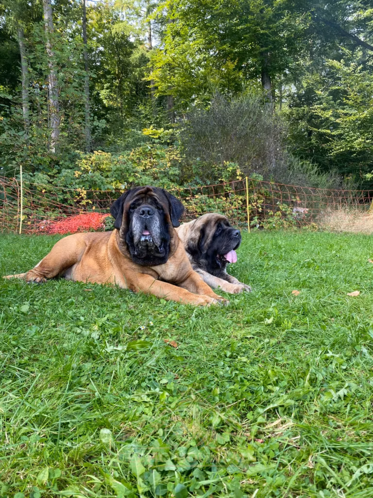 Ingo und Holly from the Celtic Mountain liegen gemeinsam beim Mastifftreffen 2025 auf einer Wiese