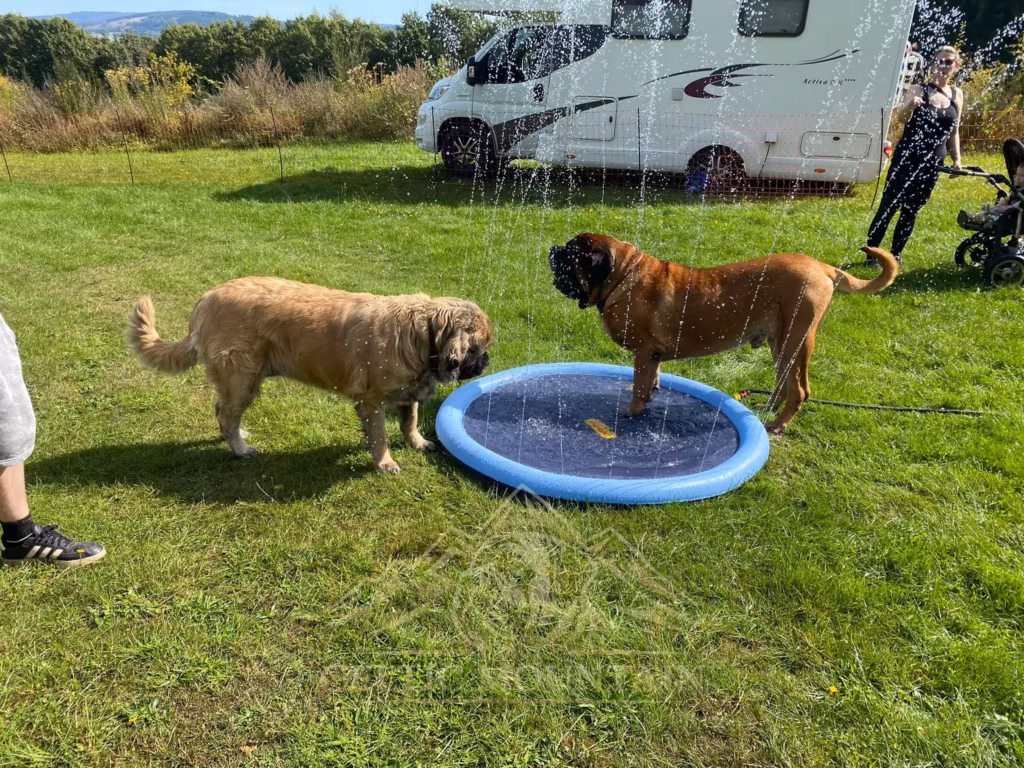 Die English Mastiffs Holly und Ingo spielen beim Mastifftreffen an einem Planschbecken auf einer Wiese.
