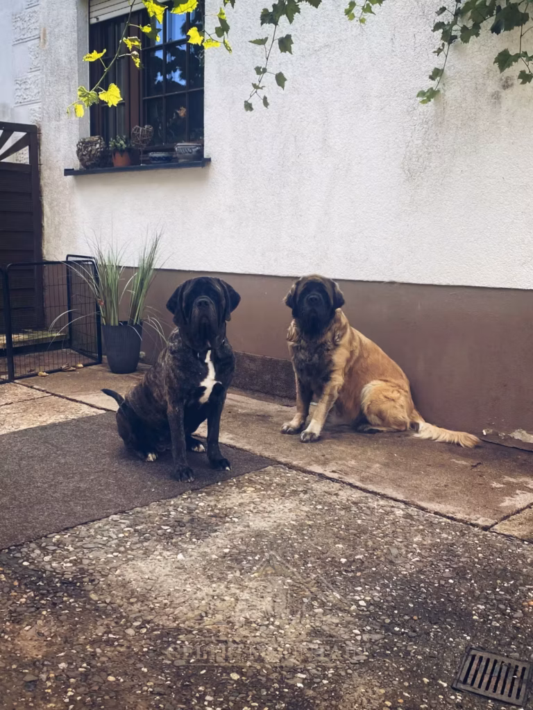 Miss Marple und Holly from the Celtic Mountain sitzen gemeinsam im Hof