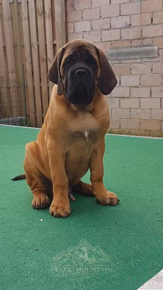 Apricotfarbener English-Mastiff-Welpe Ingo from the Celtic Mountain