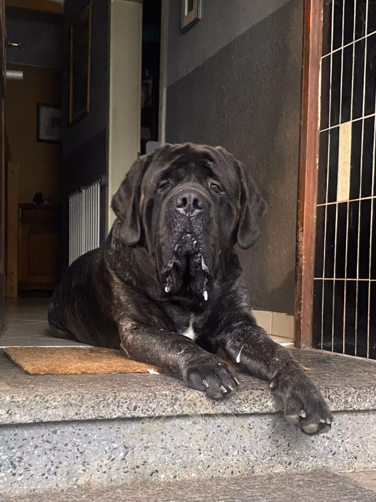 Der gestromte English Mastiff Magnus from the Celtic Mountain liegt vor einem Hauseingang in Hinzert-Pölert