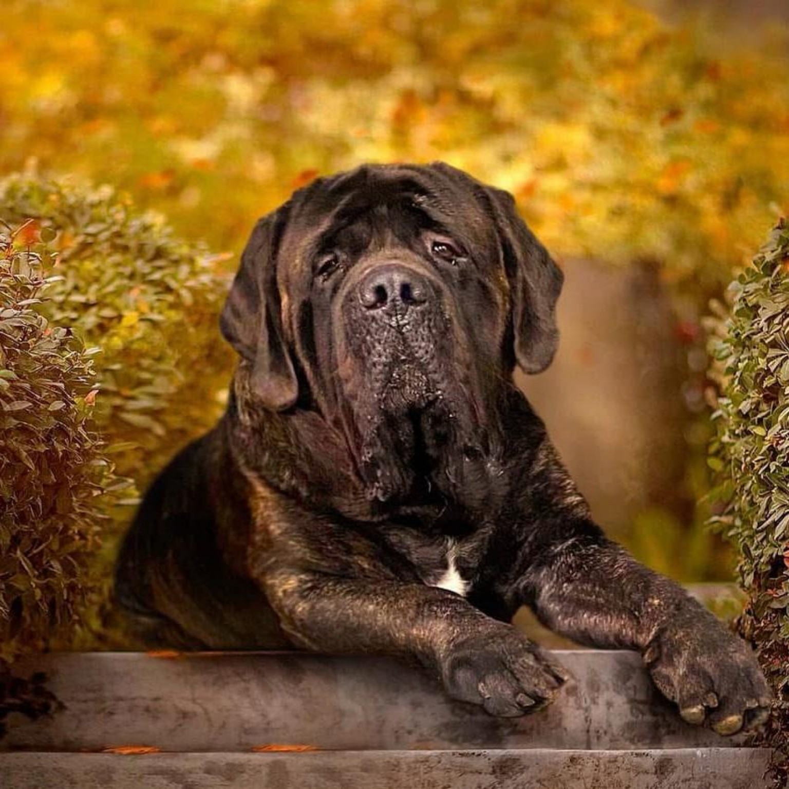 magnus_celtic_mountain_hund_welpe