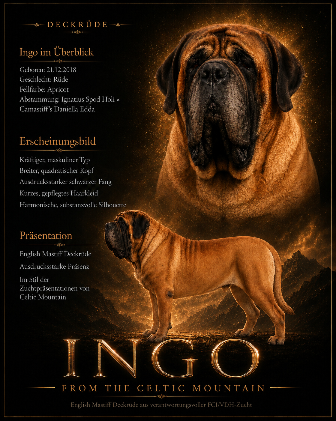 Ingo from the Celtic Mountain – apricotfarbener English Mastiff Rüde