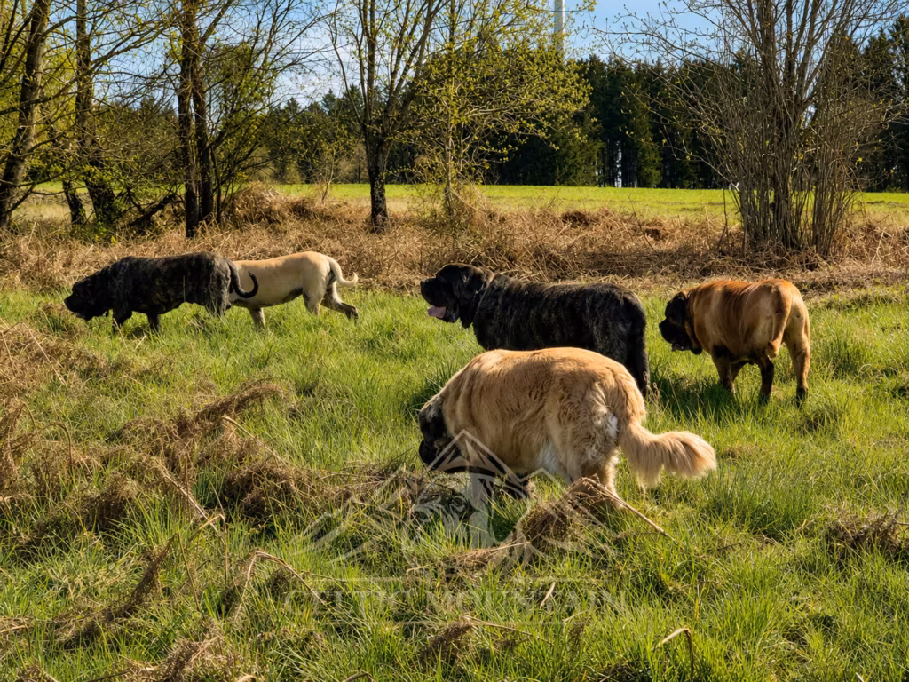 Mehrere English Mastiffs der Celtic Mountain Gang laufen gemeinsam über eine sonnige Wiese.