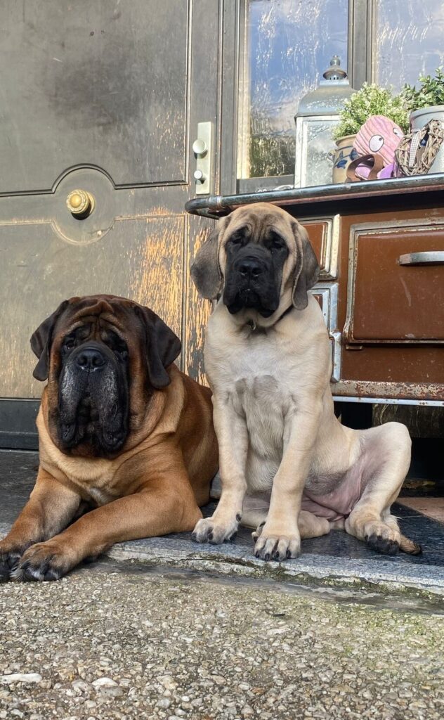 Die English Mastiffs Ingo und Greta sitzen und liegen gemeinsam vor dem Hauseingang.