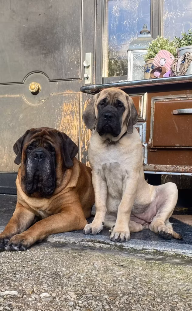 Die English Mastiffs Ingo und Greta sitzen und liegen gemeinsam vor dem Hauseingang.