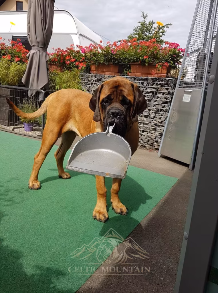 English-Mastiff-Rüde Ingo from the Celtic Mountain als Welpe. Auf der Aufnahme trägt er im Außenbereich eine Kehrschaufel im Maul und zeigt bereits seinen neugierigen und verspielten Charakter.