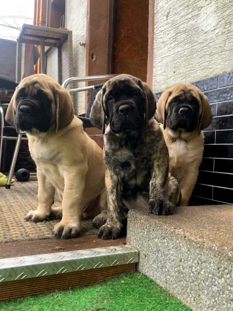 Drei fawnfarbene und gestromte English-Mastiff-Welpen auf einer Terrasse