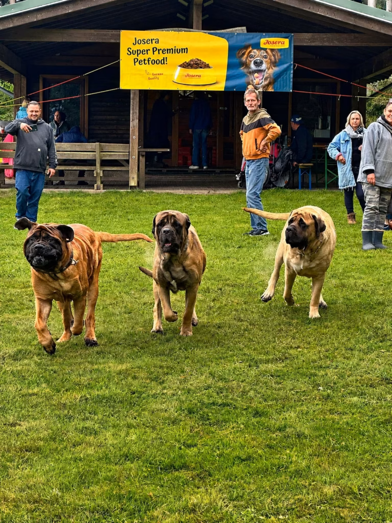 Drei English Mastiffs laufen gemeinsam über die Wiese beim Mastifftreffen 2025.