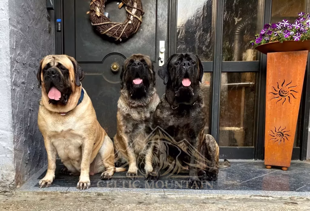 Drei English Mastiffs sitzen gemeinsam vor einer Haustür.