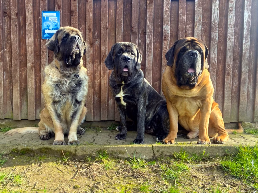 Holly, Ingo und Miss Marple sitzen gemeinsam vor einem Holzzaun.