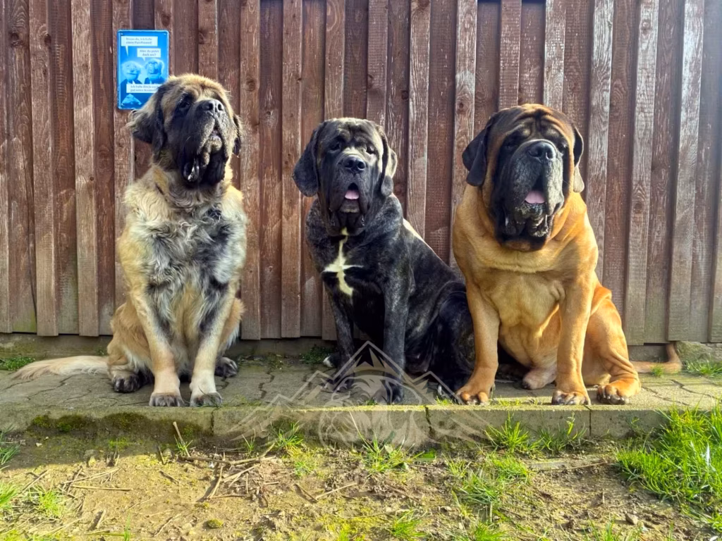 Holly, Ingo und Miss Marple sitzen gemeinsam vor einem Holzzaun.