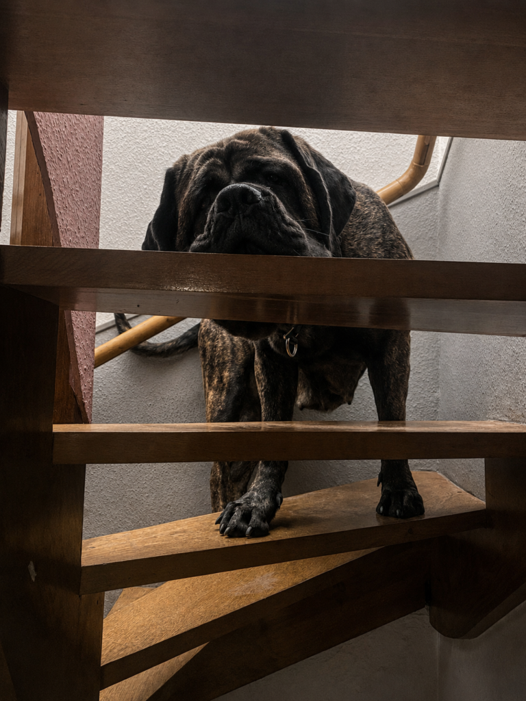 Gestromter English Mastiff steht auf einer hölzernen Treppe und blickt durch das Geländer.