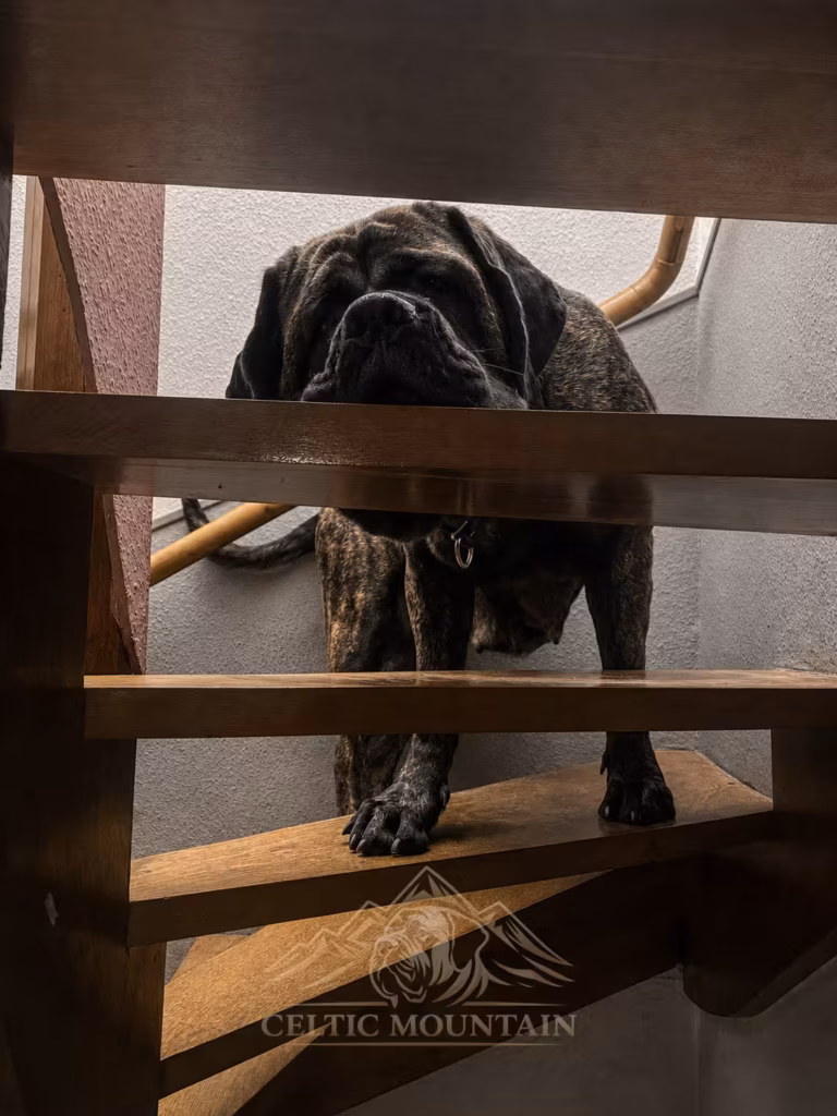 Gestromter English Mastiff steht auf einer hölzernen Treppe und blickt durch das Geländer.