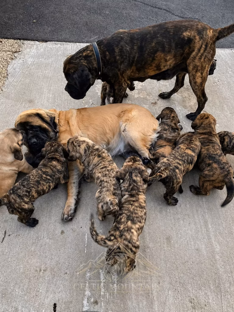 English-Mastiff-Hündin mit mehreren gestromten Welpen und weiteren erwachsenen Mastiffs