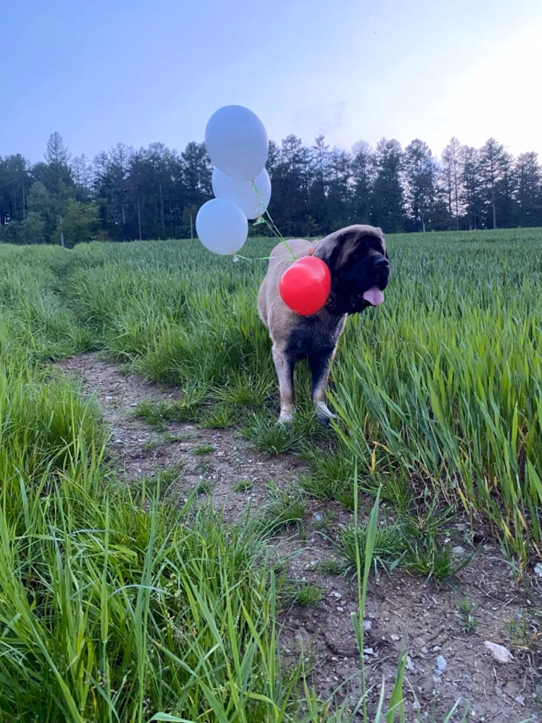 Holly steht mit roten und weißen Luftballons auf einem Weg im grünen Feld.