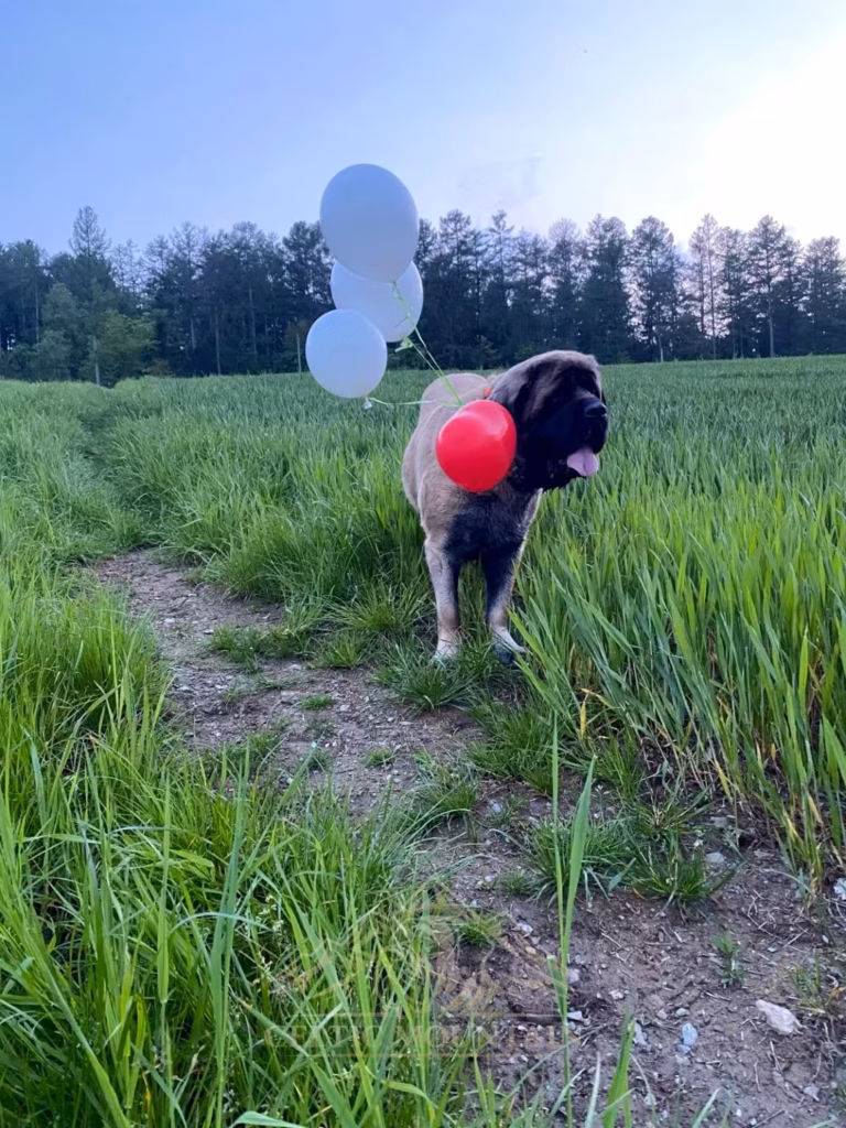 Holly steht mit roten und weißen Luftballons auf einem Weg im grünen Feld.
