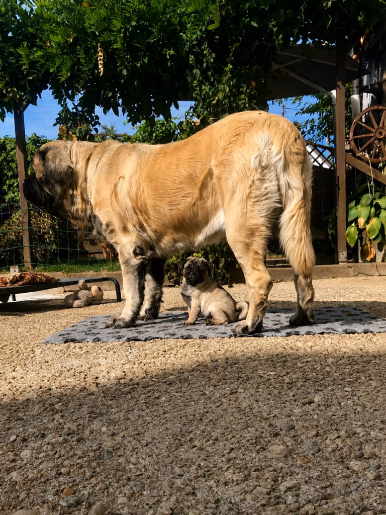 Die English-Mastiff-Hündin Holly steht gemeinsam mit einem Mopswelpen im Garten.