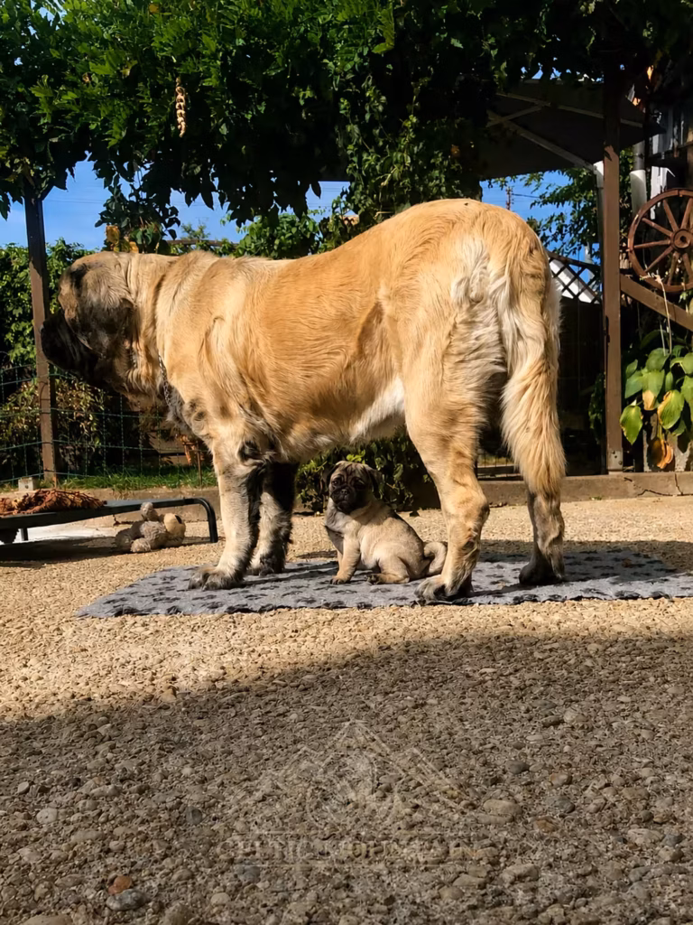 Die English-Mastiff-Hündin Holly steht gemeinsam mit einem Mopswelpen im Garten.