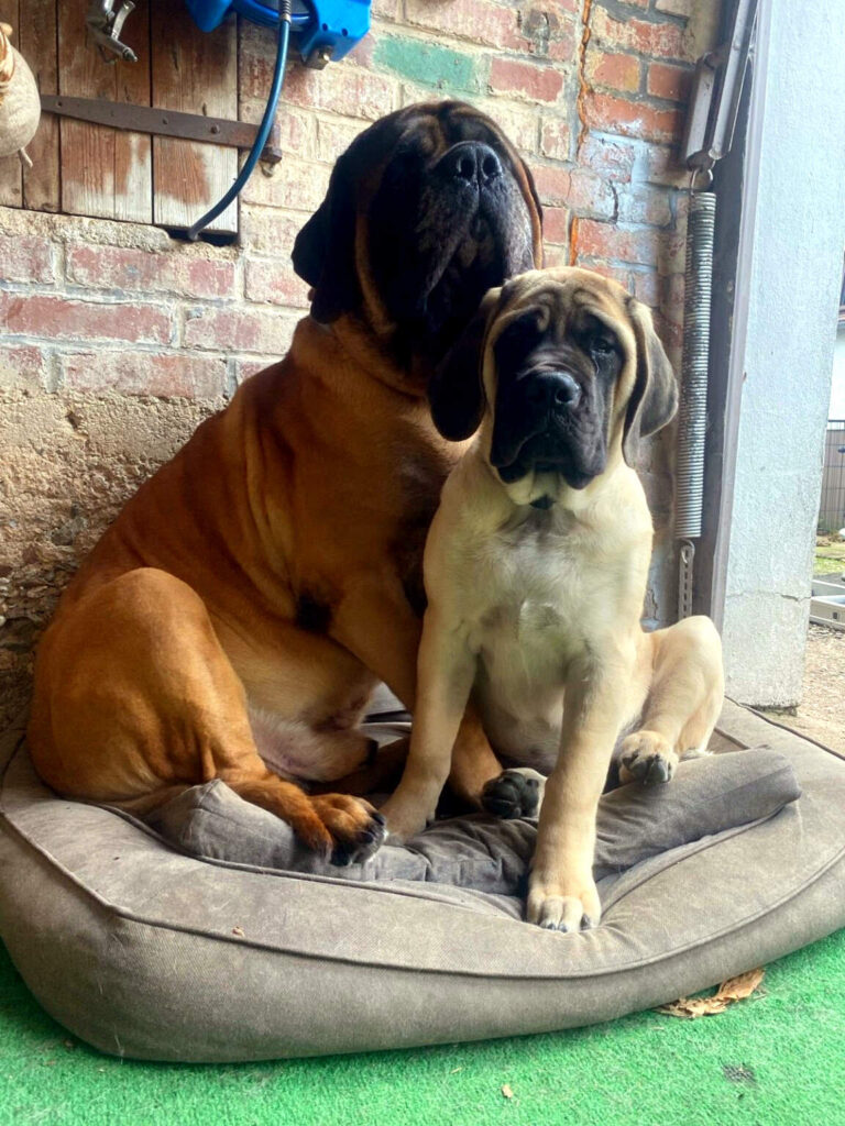 Ingo sitzt gemeinsam mit der jungen Greta auf einem Hundekissen