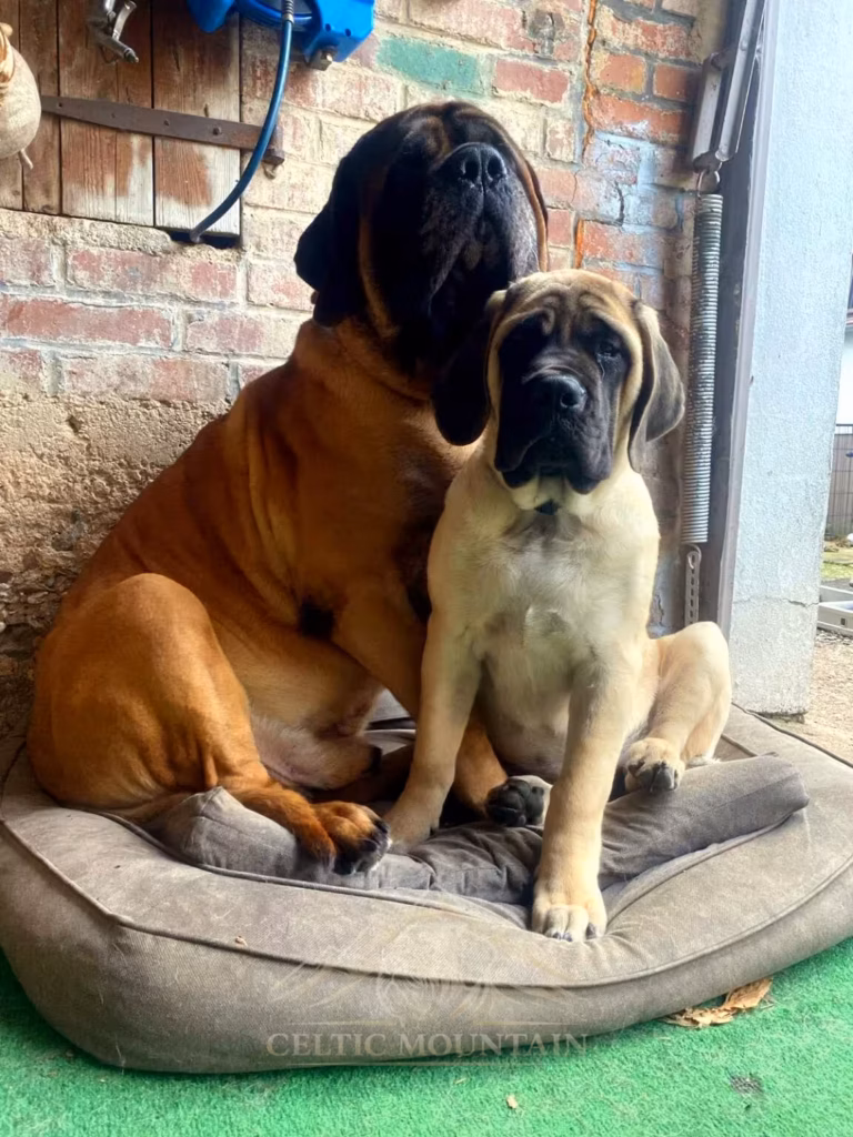 Ingo sitzt gemeinsam mit der jungen Greta auf einem Hundekissen