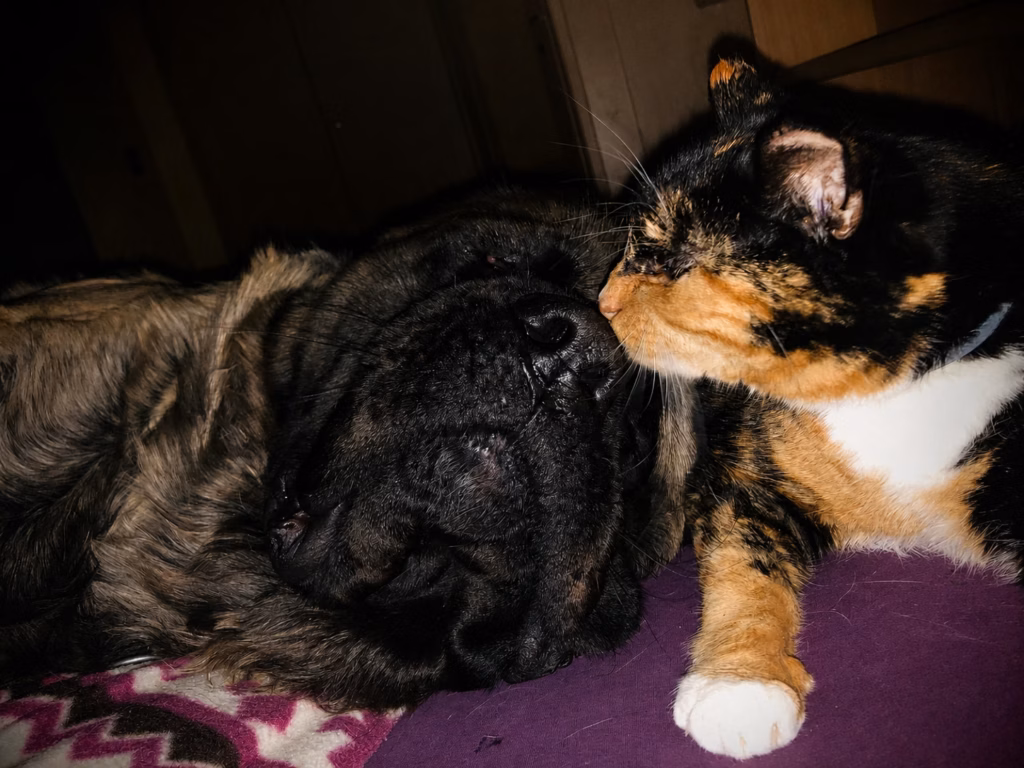 Die gestromte English-Mastiff-Hündin Holly kuschelt entspannt mit einer Katze.