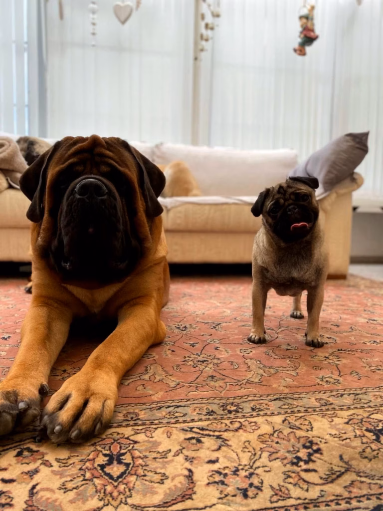 Der apricotfarbene English Mastiff Ingo liegt neben dem Mops Bärbel im Wohnzimmer.