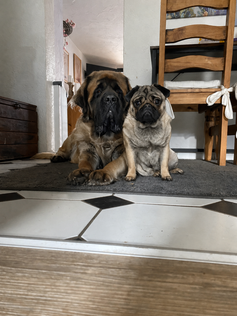 English Mastiff Holly und Mops Bärbel sitzen gemeinsam im Wohnbereich.