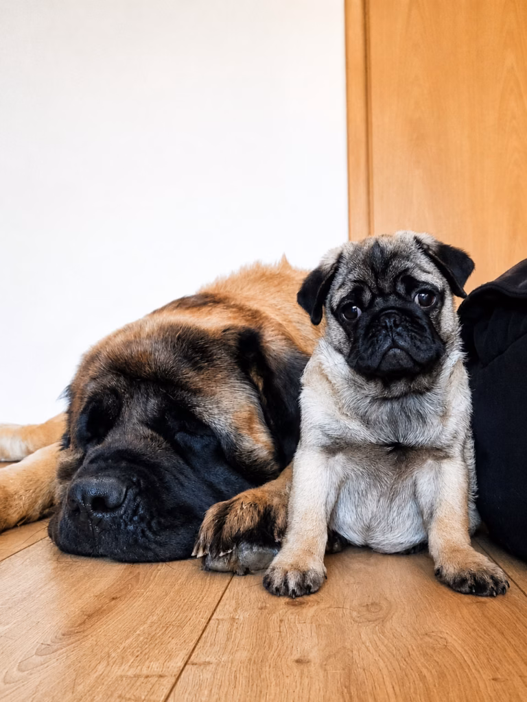 Die English-Mastiff-Hündin Holly liegt zuhause neben dem Mops Bärbel.