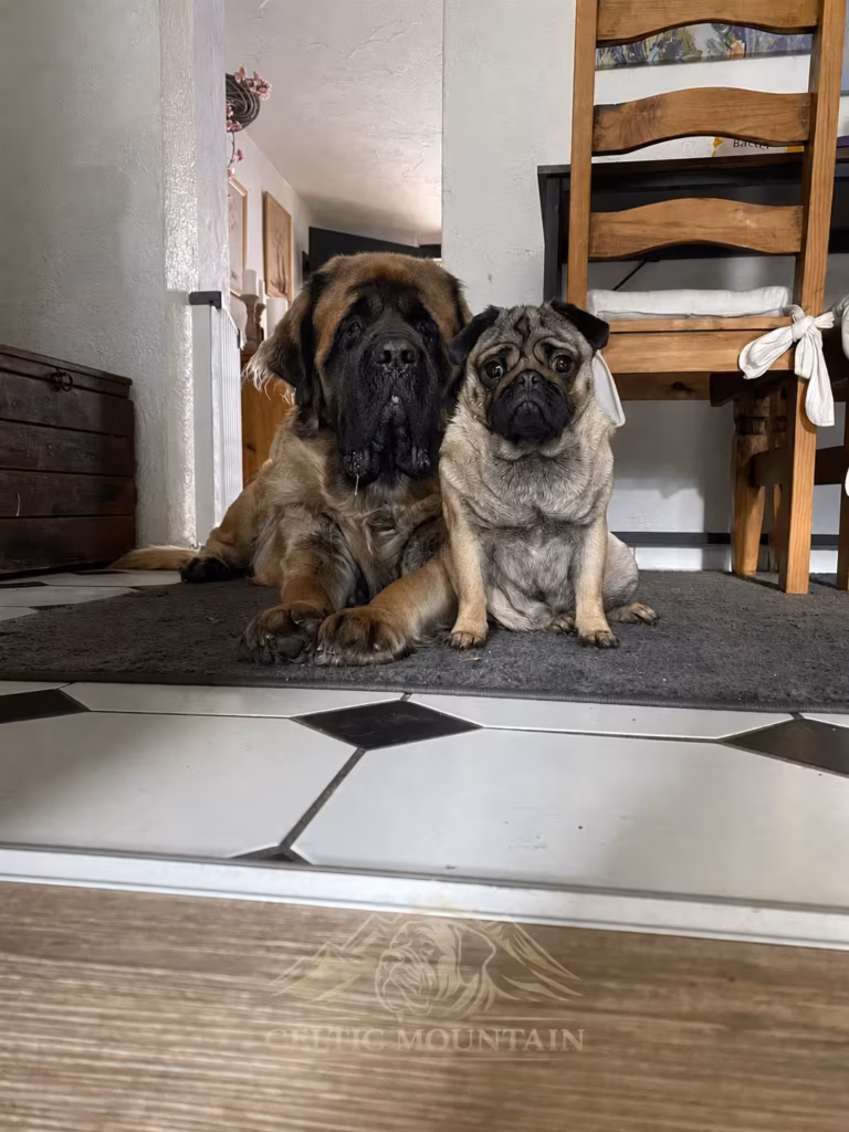 English Mastiff Holly und Mops Bärbel sitzen gemeinsam im Wohnbereich.