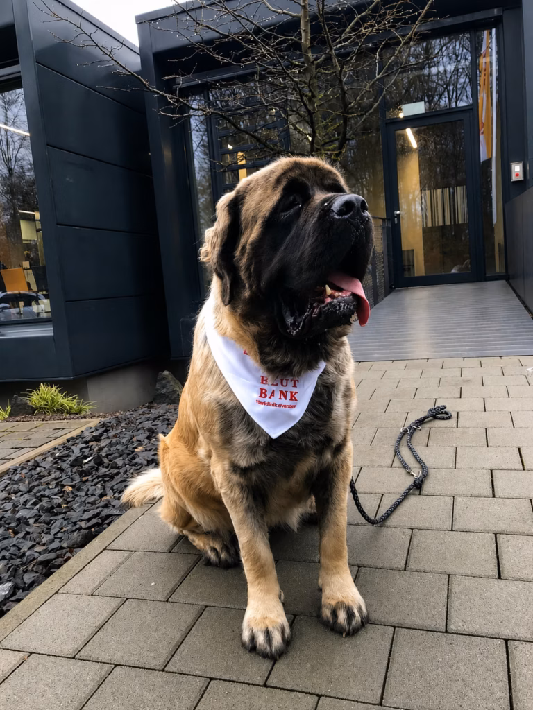Die gestromte English-Mastiff-Hündin Holly sitzt mit einem Blutbank-Halstuch vor einer Tierklinik.