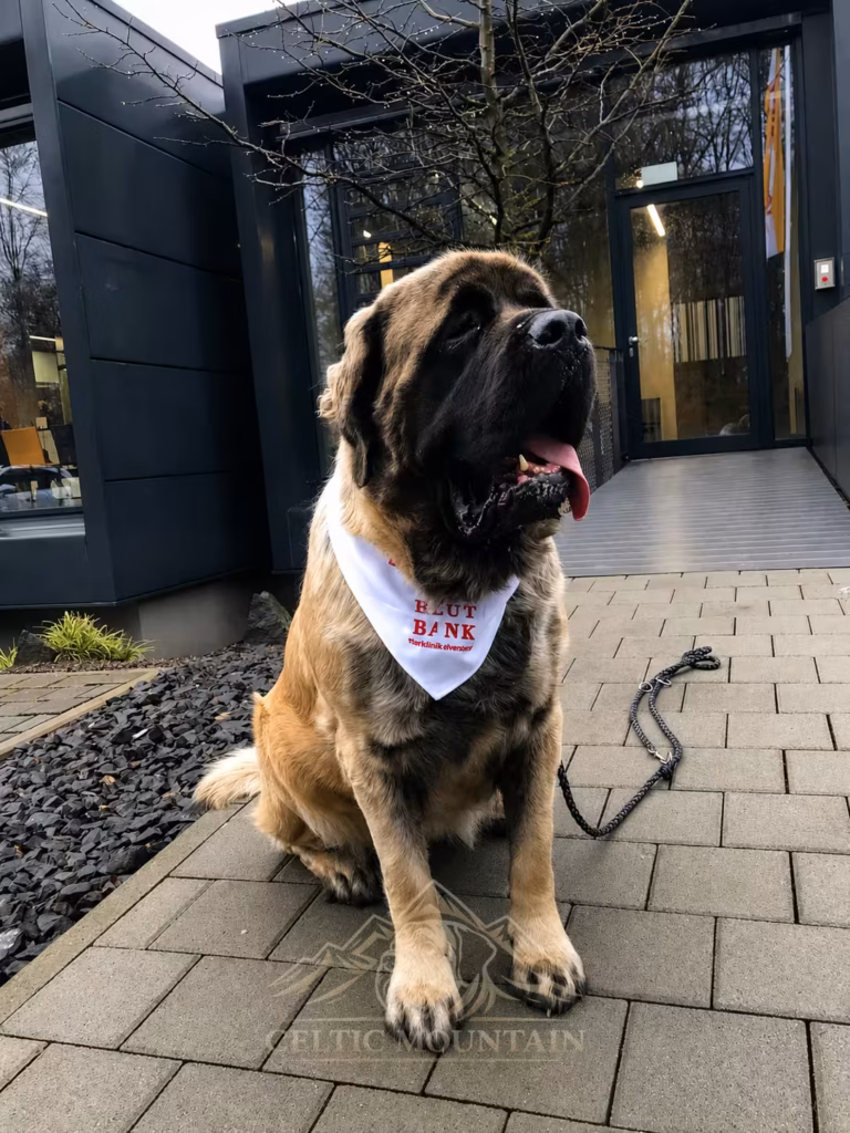 Die gestromte English-Mastiff-Hündin Holly sitzt mit einem Blutbank-Halstuch vor der Tierklinik Elversberg.