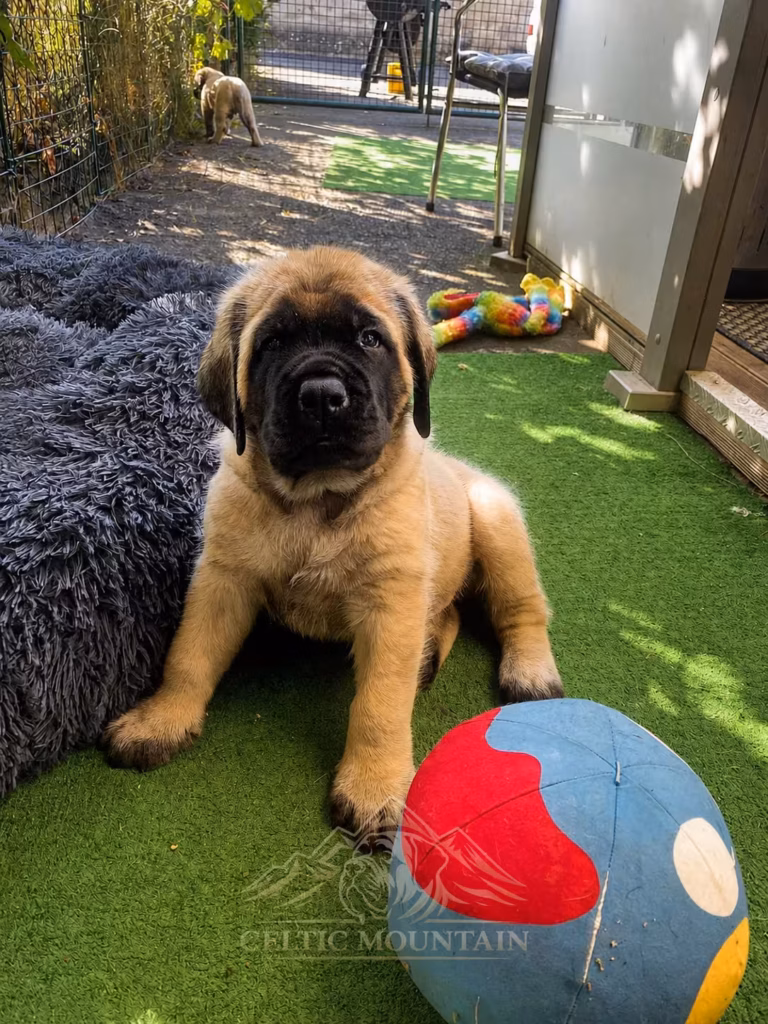 Fawnfarbener English-Mastiff-Welpe sitzt neben einem großen bunten Ball im Garten