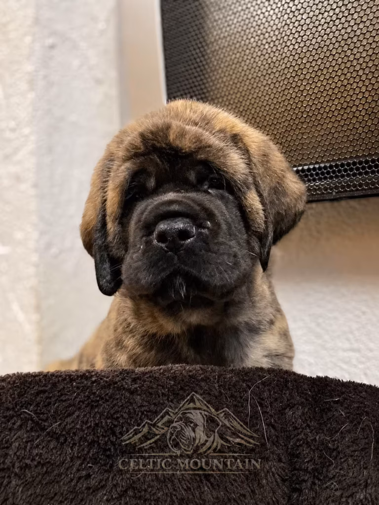Nahaufnahme eines jungen English-Mastiff-Welpen mit dunkler Maske