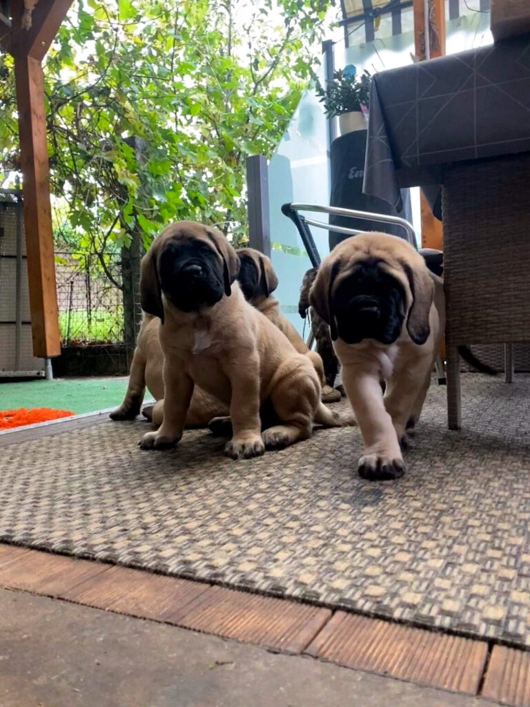 Mehrere fawnfarbene English-Mastiff-Welpen auf einer Terrasse