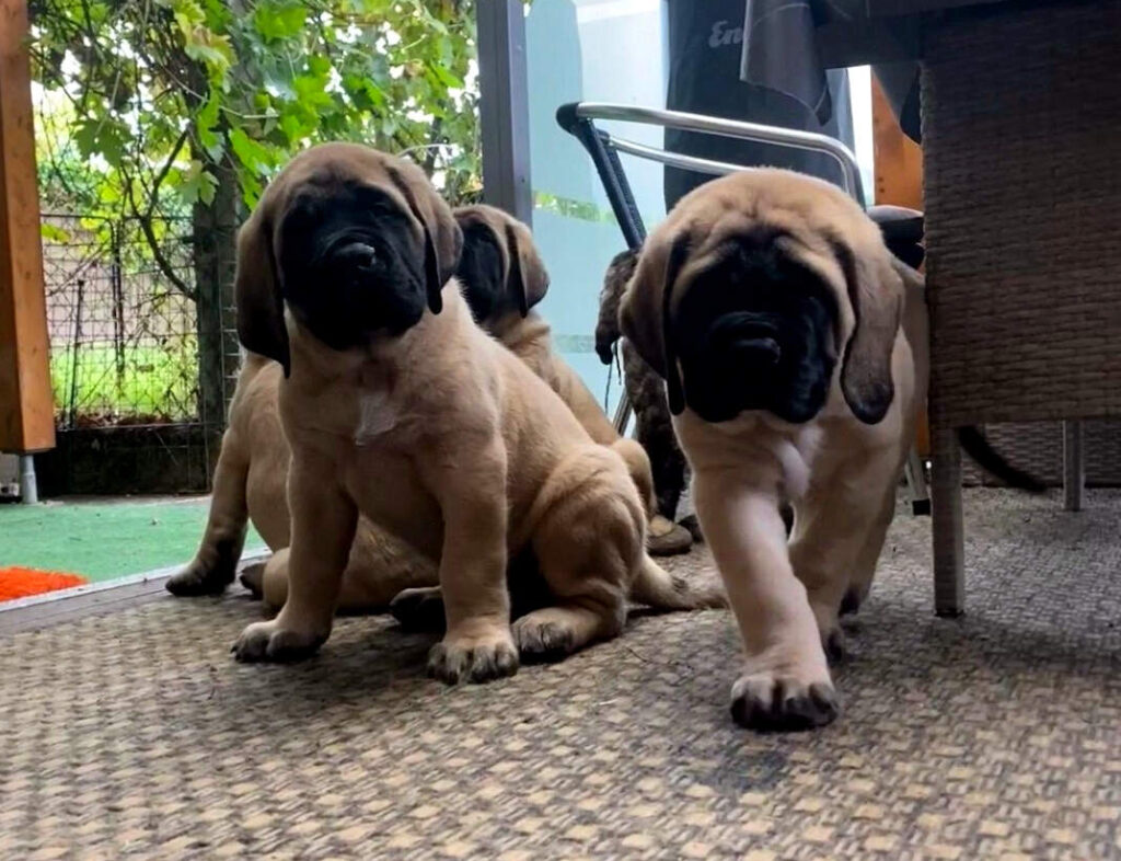 Mehrere fawnfarbene English-Mastiff-Welpen auf einer Terrasse