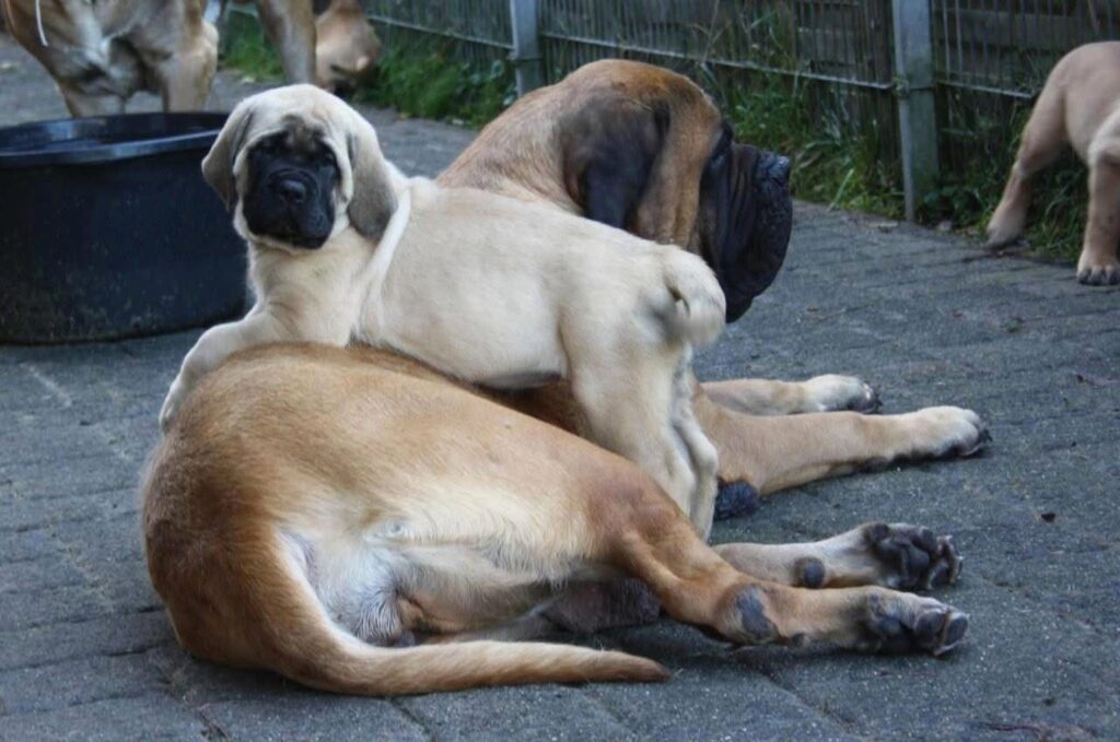 Mehrere fawnfarbene English-Mastiff-Welpen spielen und entspannen gemeinsam im Außenbereich.